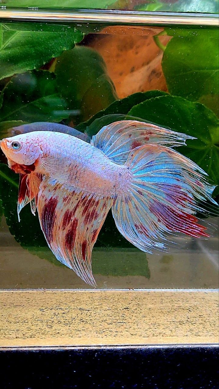VEILTAIL ARMAGEDDON BETTA FISH