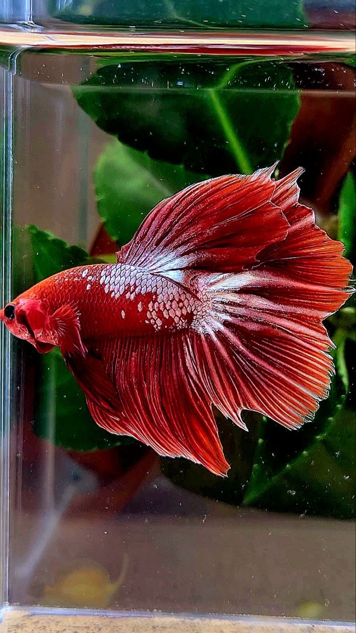 HALFMOON ROSETAIL RED FANCY FCCP BETTA FISH