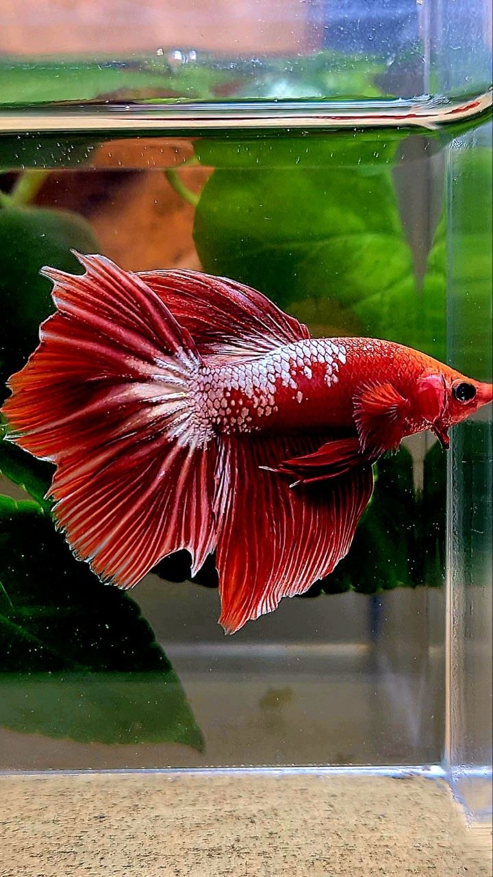 HALFMOON ROSETAIL RED FANCY FCCP BETTA FISH