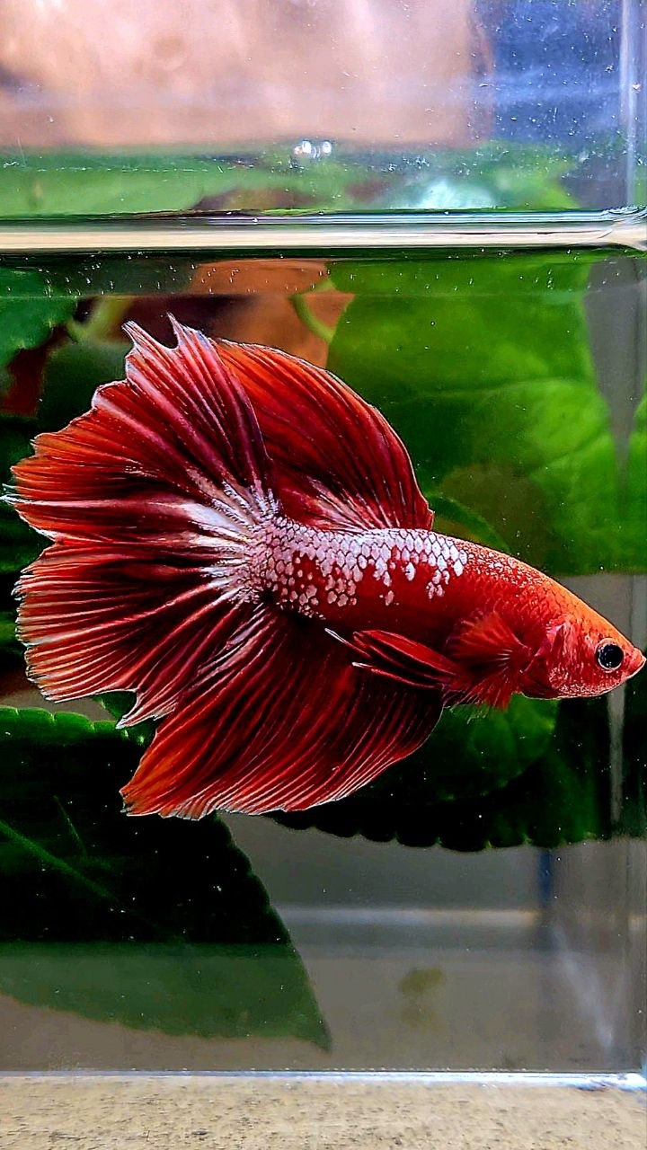 HALFMOON ROSETAIL RED FANCY FCCP BETTA FISH