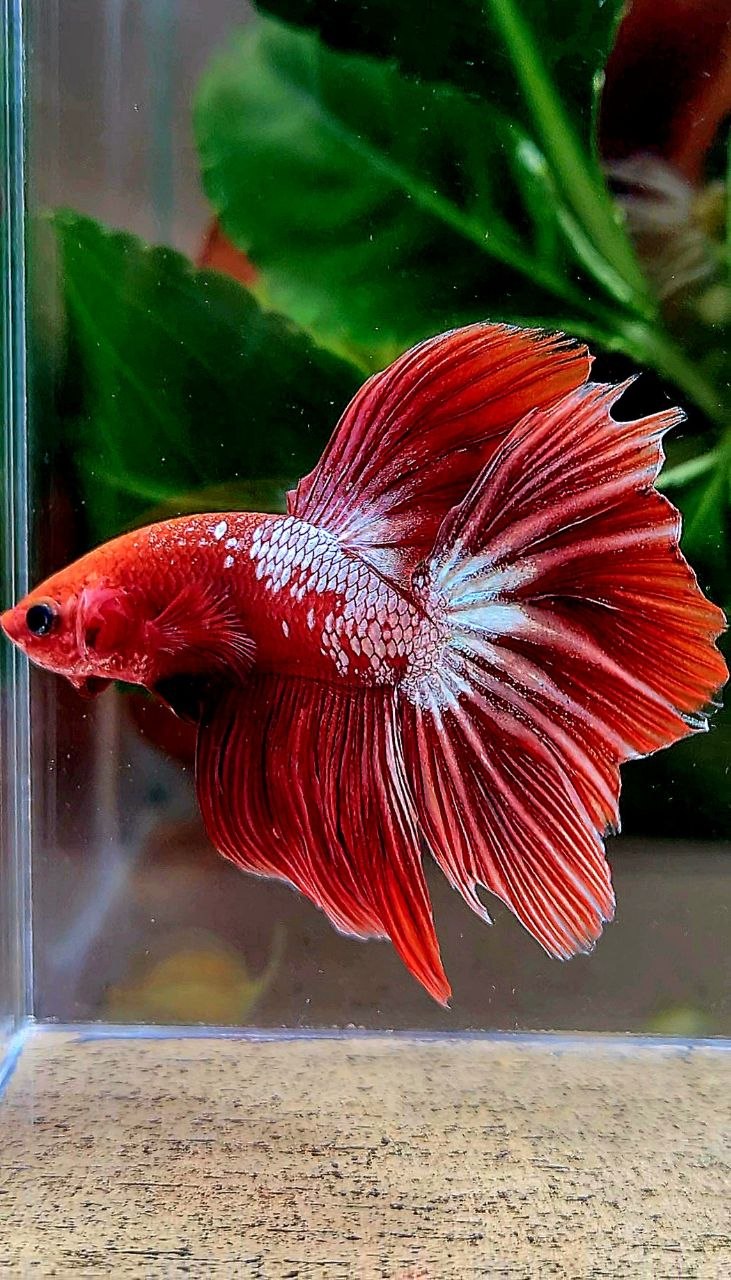 HALFMOON ROSETAIL RED FANCY FCCP BETTA FISH