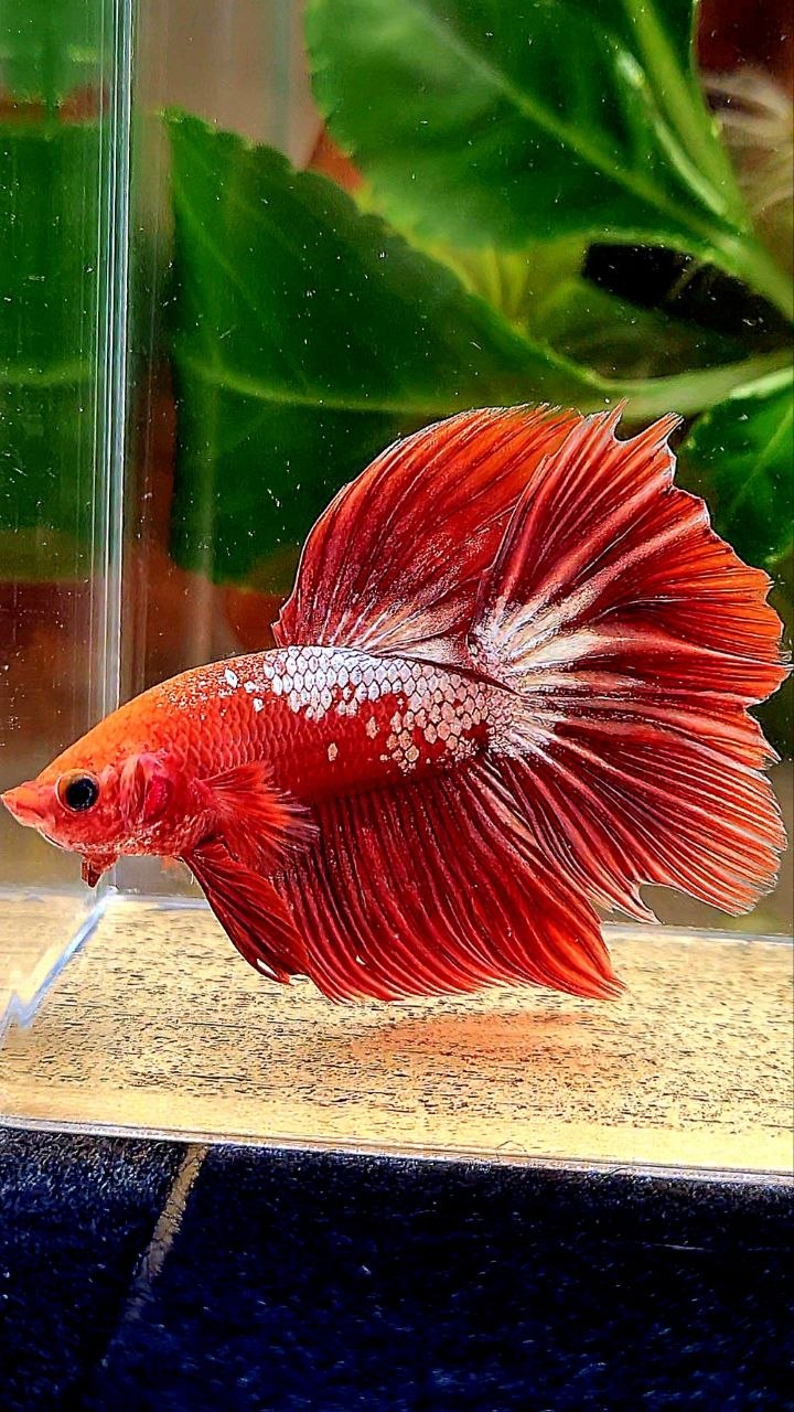 HALFMOON ROSETAIL RED FANCY FCCP BETTA FISH