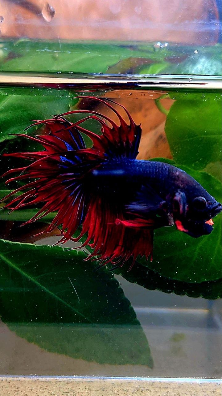 CROWNTAIL DARK BLUE RED BETTA FISH