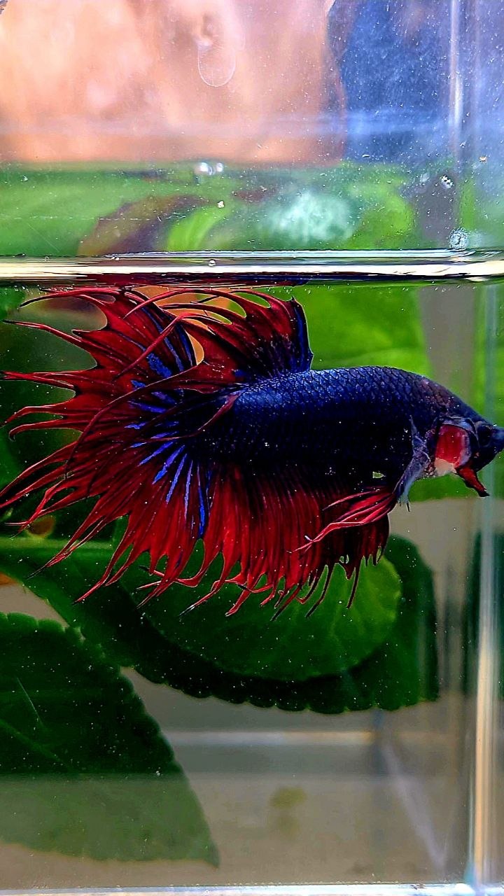CROWNTAIL DARK BLUE RED BETTA FISH