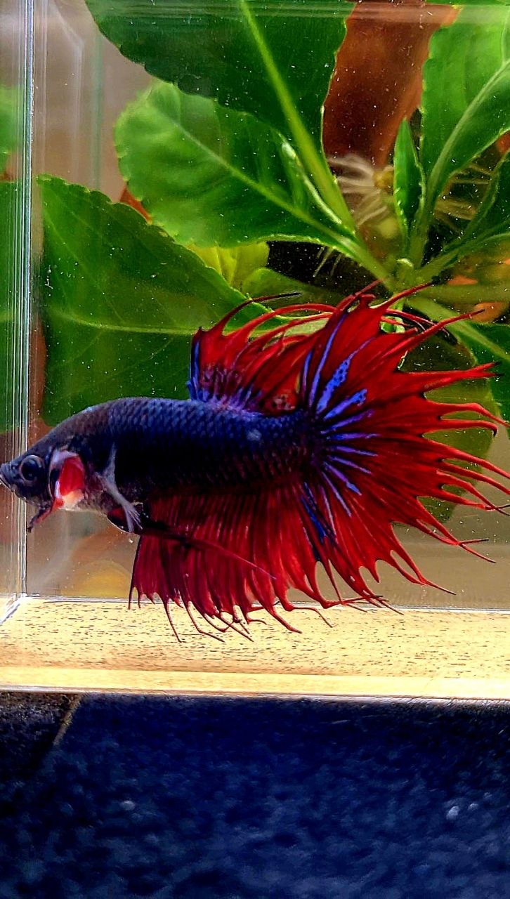 CROWNTAIL DARK BLUE RED BETTA FISH