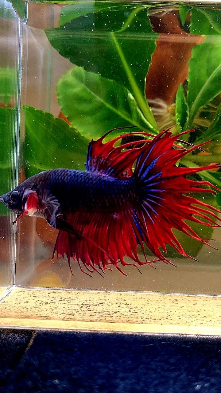 CROWNTAIL DARK BLUE RED BETTA FISH