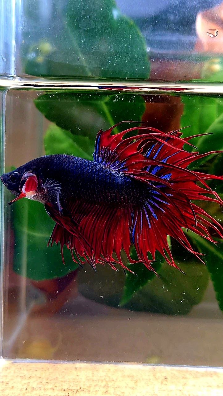 CROWNTAIL DARK BLUE RED BETTA FISH