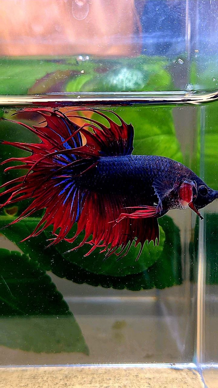 CROWNTAIL DARK BLUE RED BETTA FISH