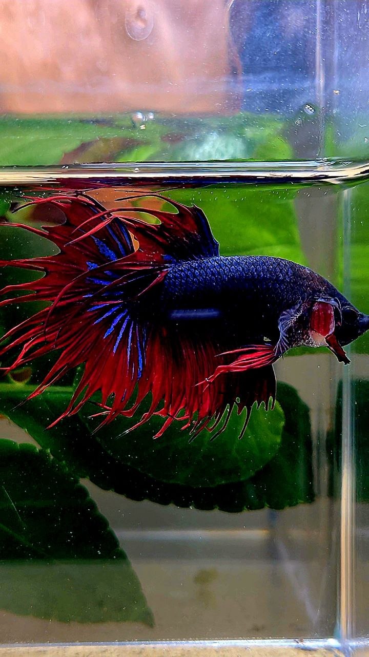 CROWNTAIL DARK BLUE RED BETTA FISH