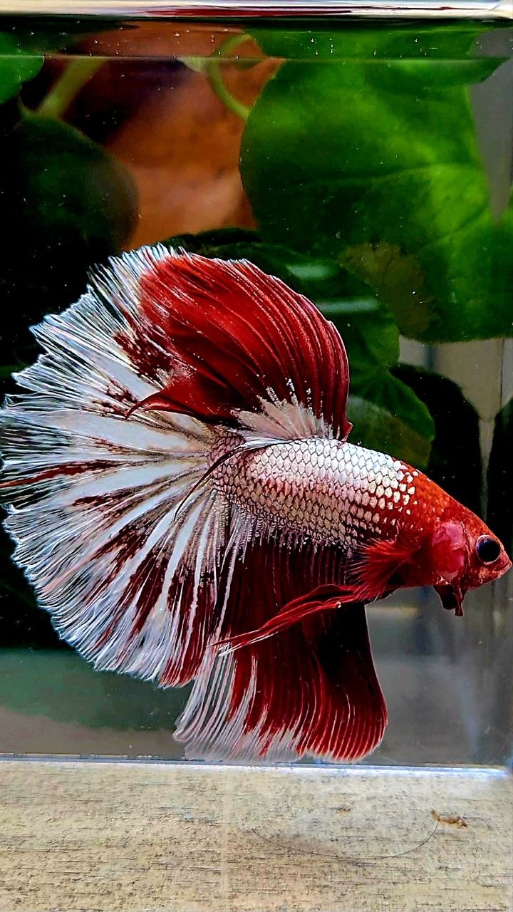 HALFMOON RED FANCY FCCP BETTA FISH