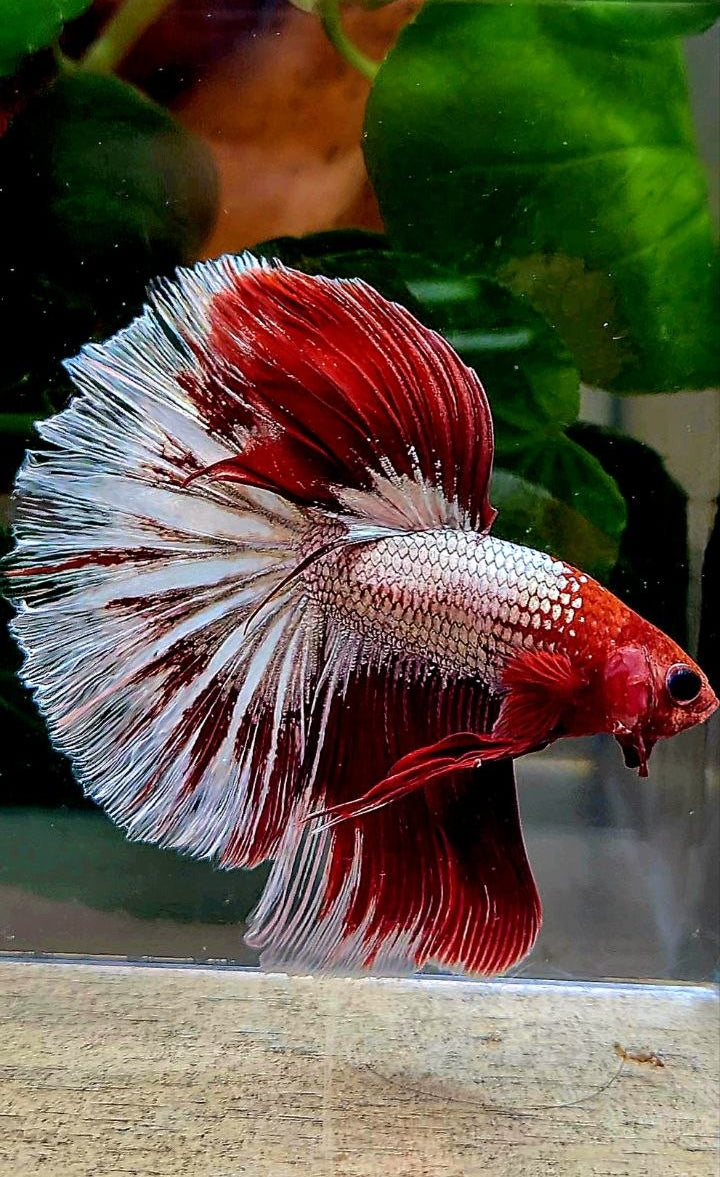 HALFMOON RED FANCY FCCP BETTA FISH