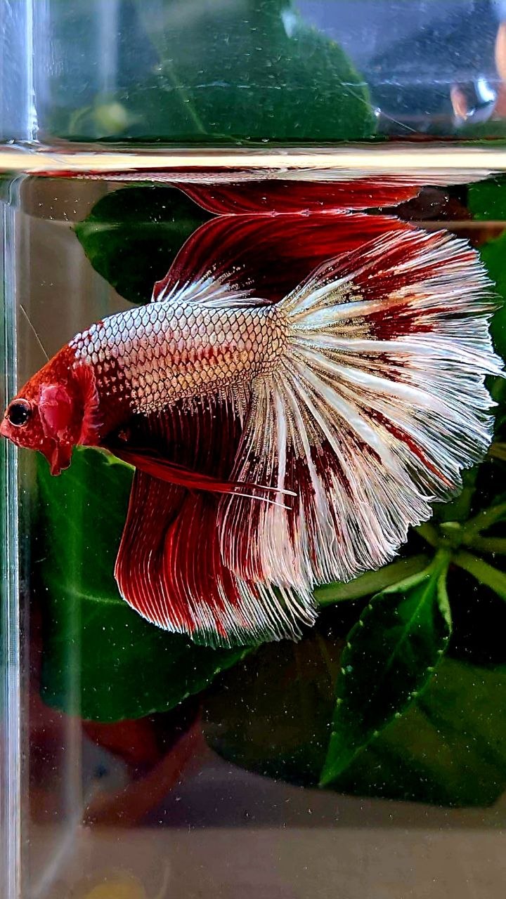 HALFMOON RED FANCY FCCP BETTA FISH