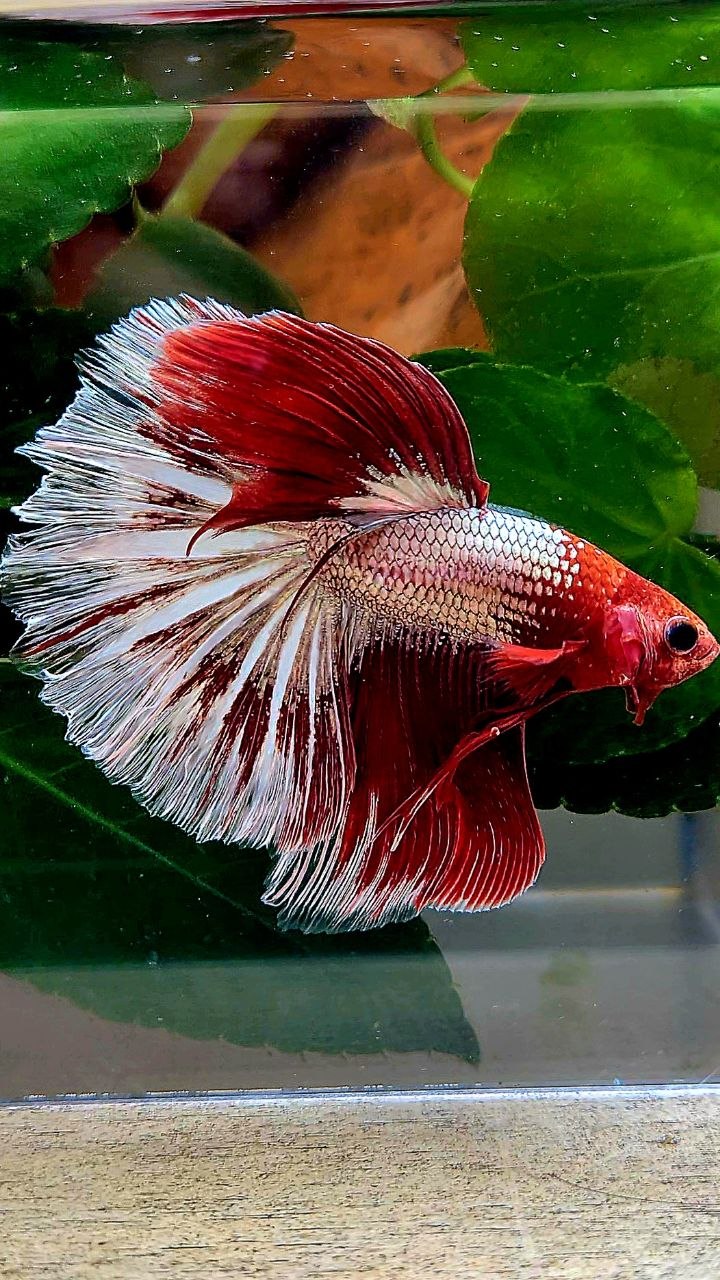 HALFMOON RED FANCY FCCP BETTA FISH