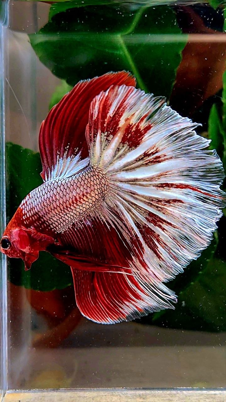 HALFMOON RED FANCY FCCP BETTA FISH
