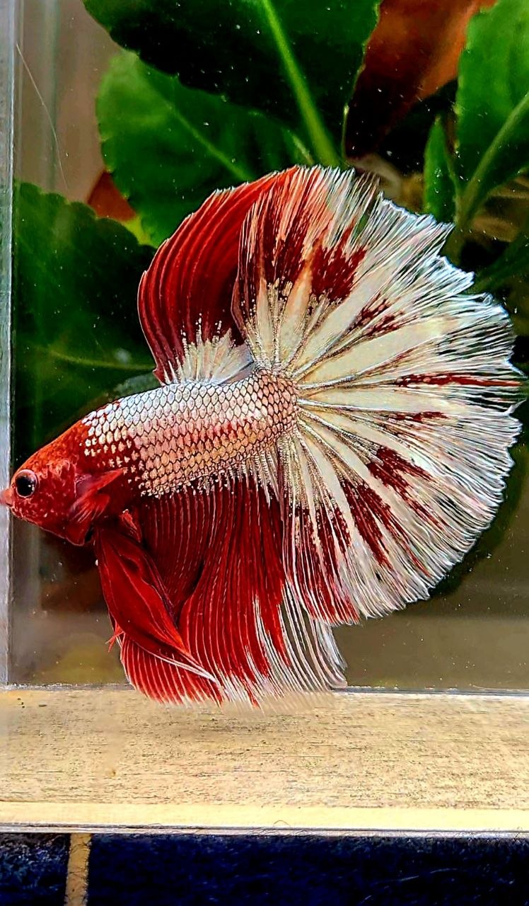 HALFMOON RED FANCY FCCP BETTA FISH