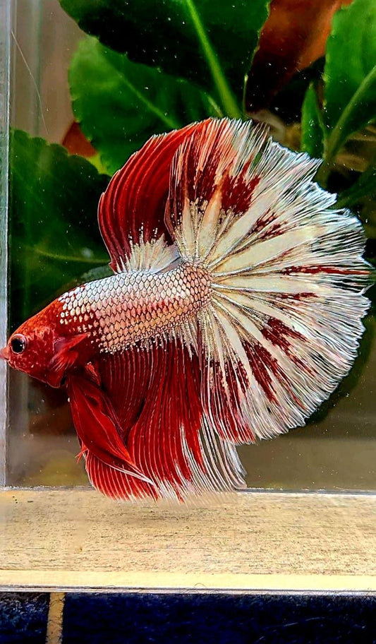 HALFMOON RED FANCY FCCP BETTA FISH