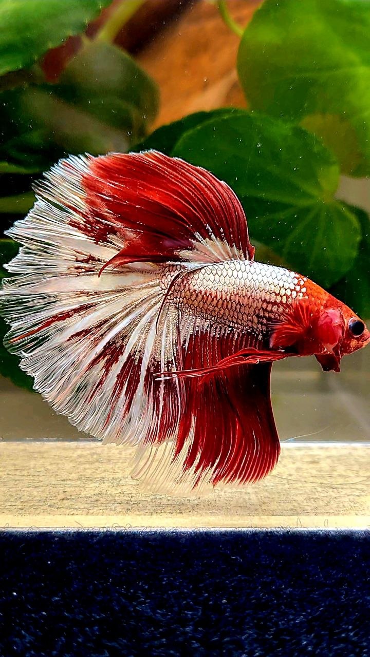 HALFMOON RED FANCY FCCP BETTA FISH