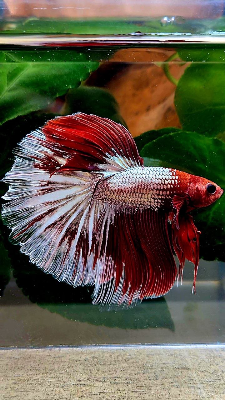HALFMOON RED FANCY FCCP BETTA FISH