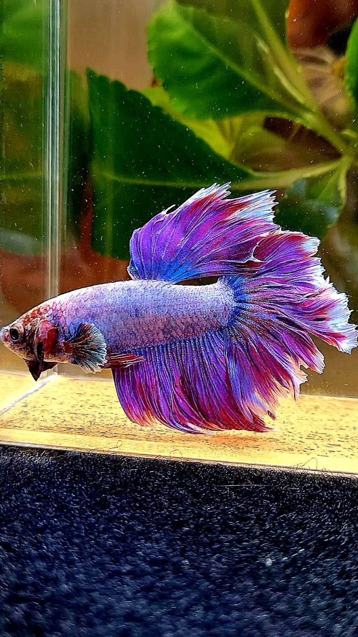 HALFMOON FEATHER TAIL PURPLE MASCOT BETTA FISH