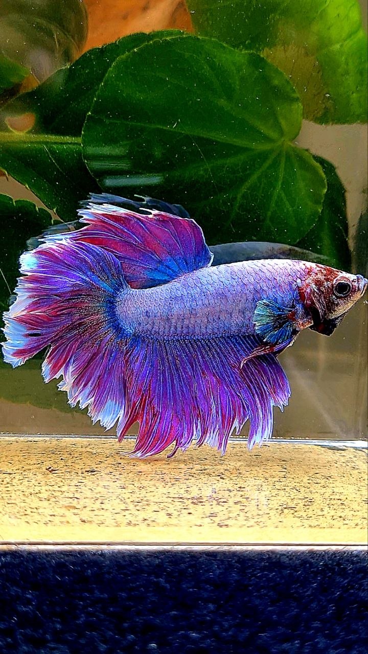 HALFMOON FEATHER TAIL PURPLE MASCOT BETTA FISH