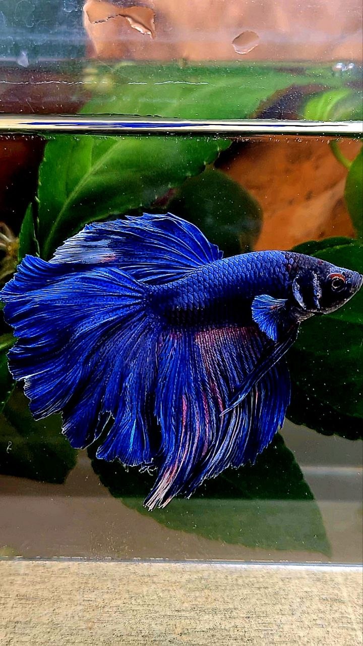 HALFMOON ROSETAIL BLUE BETTA FISH
