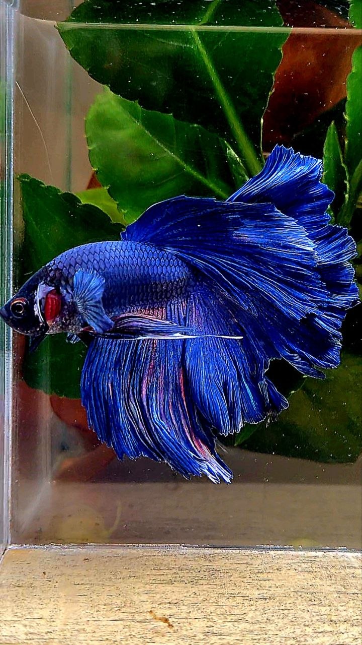 HALFMOON ROSETAIL BLUE BETTA FISH