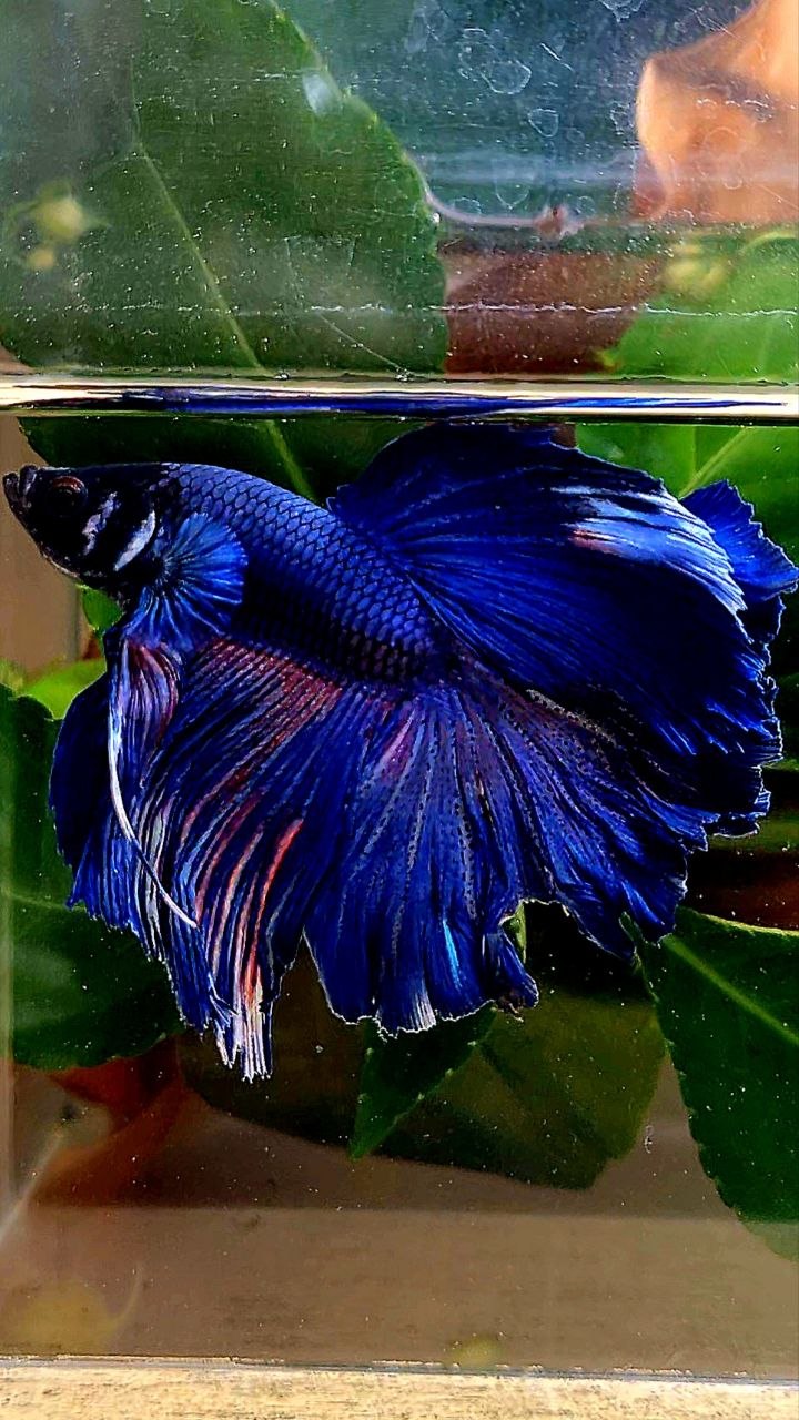 HALFMOON ROSETAIL BLUE BETTA FISH