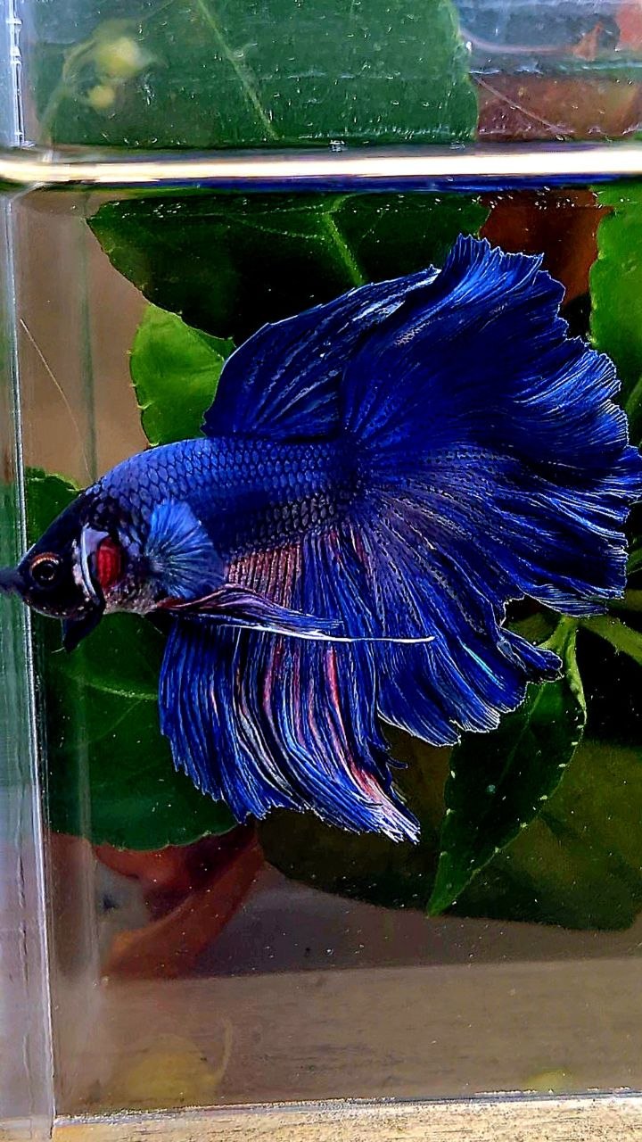 HALFMOON ROSETAIL BLUE BETTA FISH