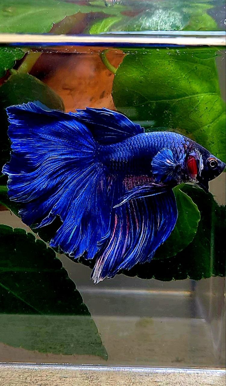 HALFMOON ROSETAIL BLUE BETTA FISH