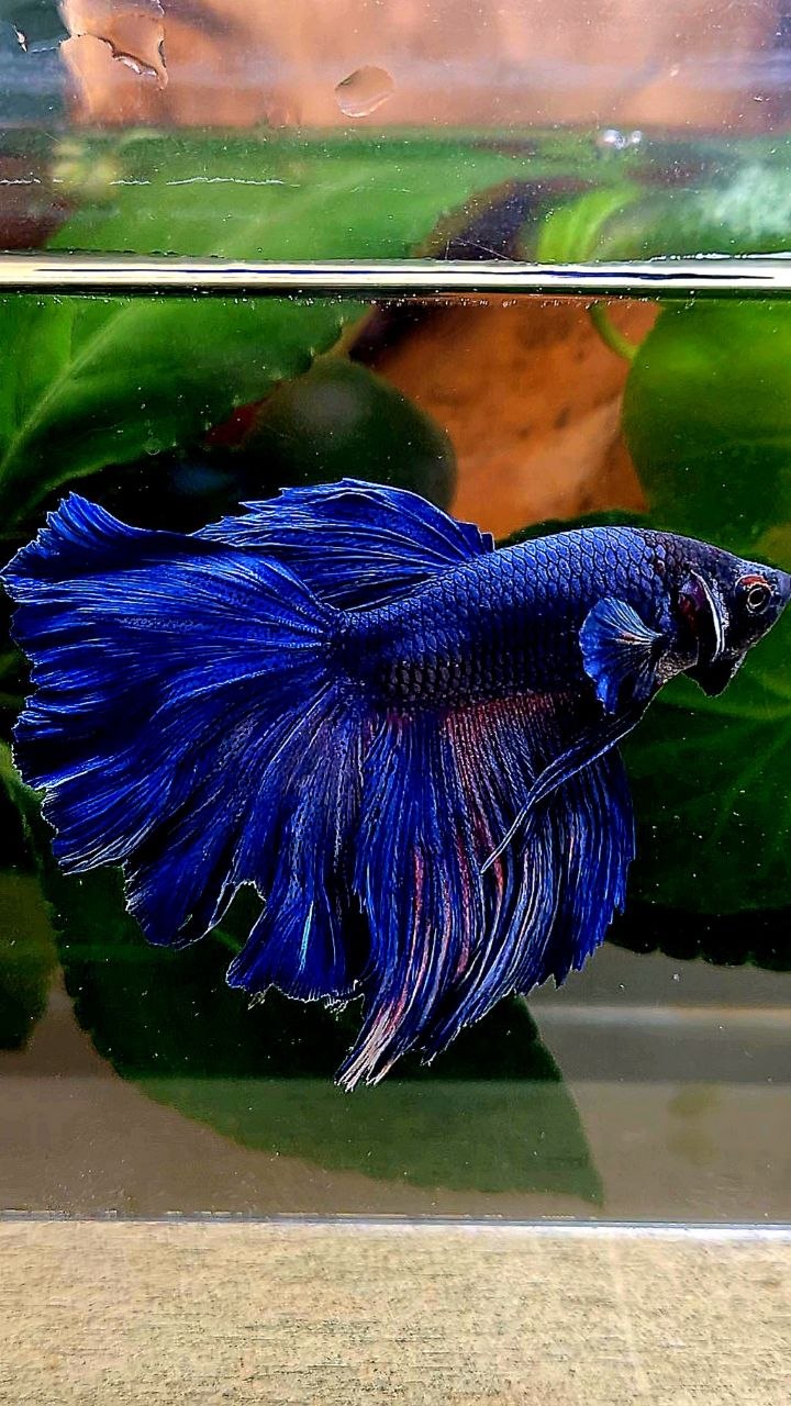 HALFMOON ROSETAIL BLUE BETTA FISH
