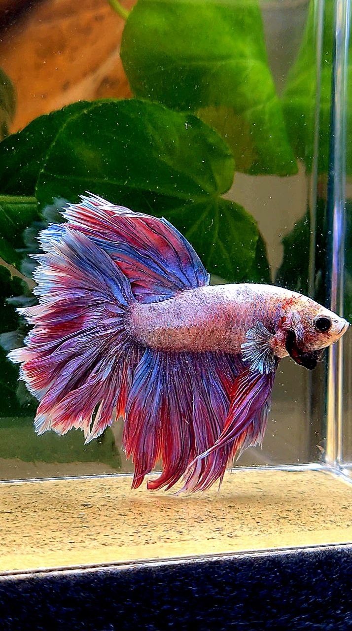 HALFMOON FEATHER TAIL PURPLE BETTA FISH