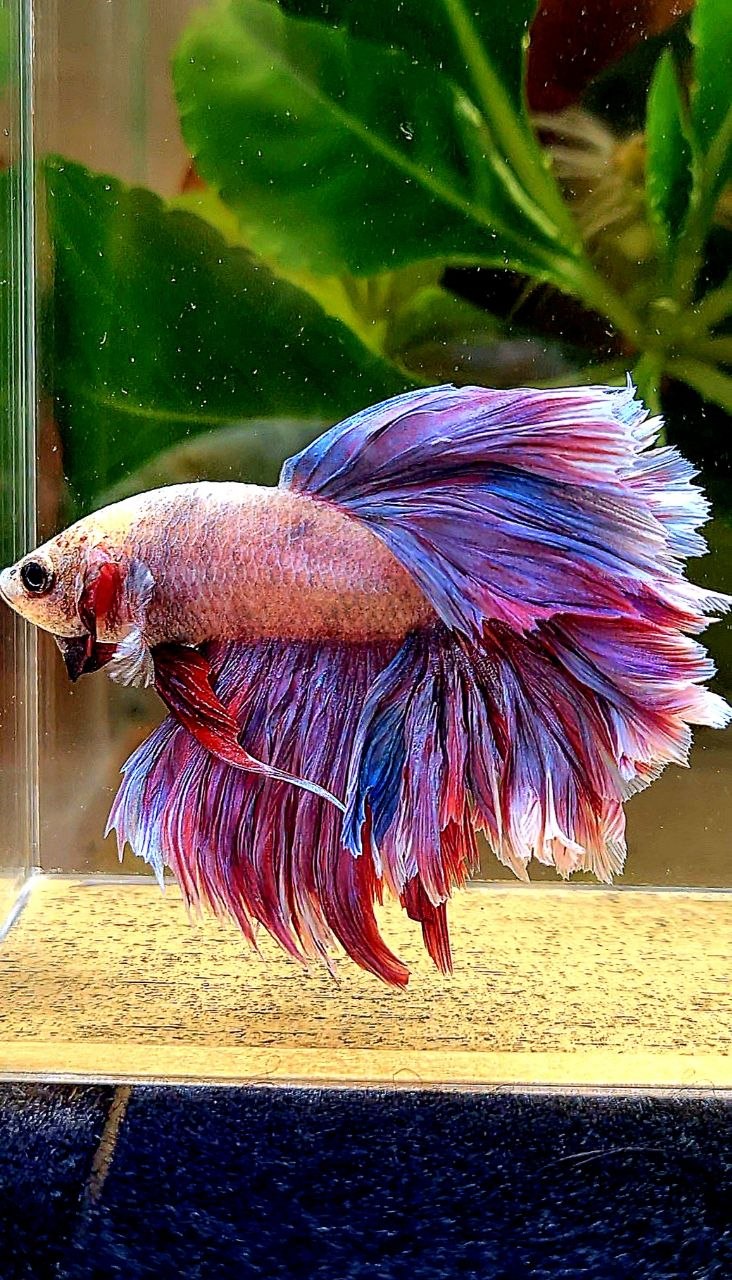 HALFMOON FEATHER TAIL PURPLE BETTA FISH