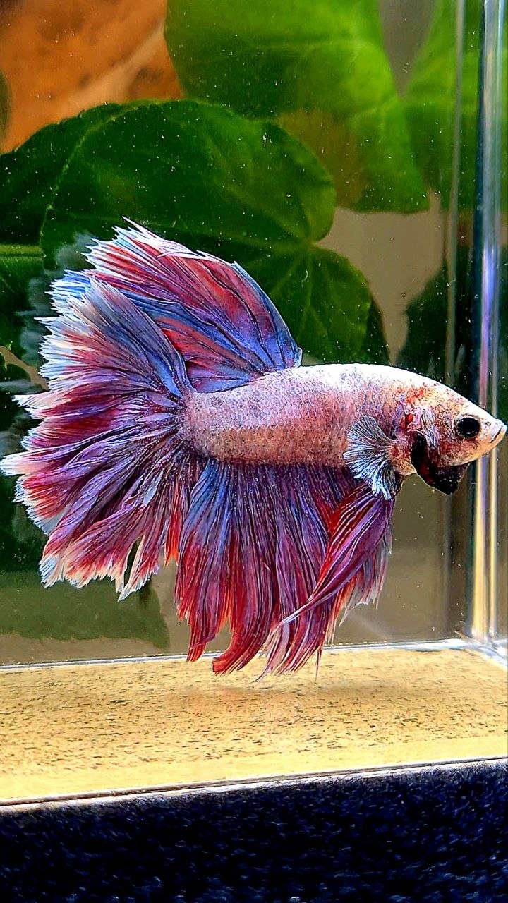 HALFMOON FEATHER TAIL PURPLE BETTA FISH