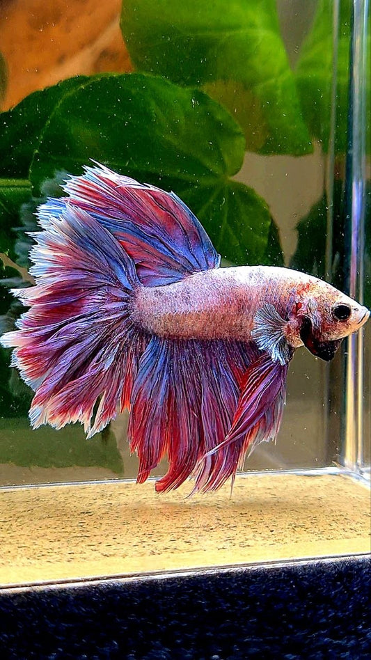HALFMOON FEATHER TAIL PURPLE BETTA FISH