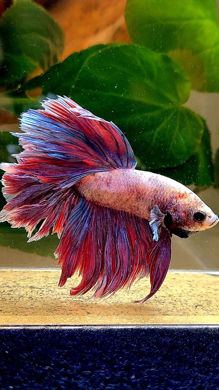 HALFMOON FEATHER TAIL PURPLE BETTA FISH