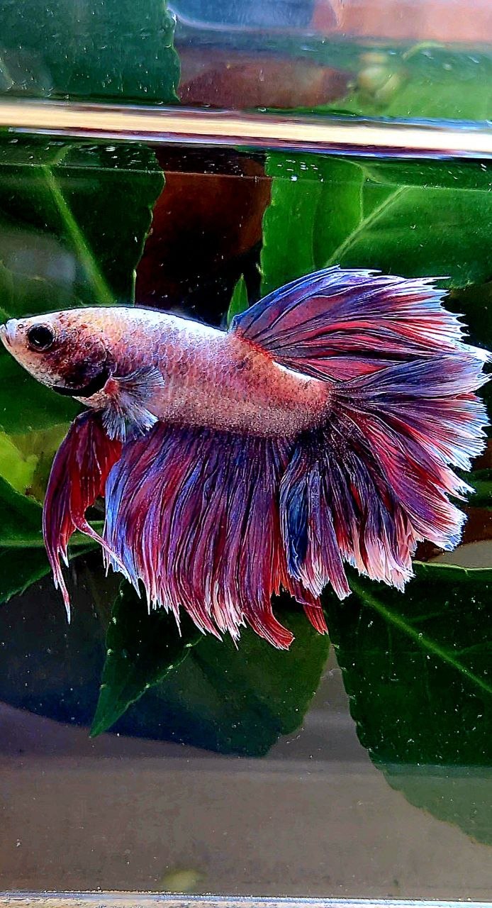 HALFMOON FEATHER TAIL PURPLE BETTA FISH