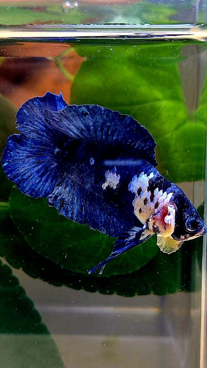 PLAKAT DOUBLE TAIL BLUE MARBLE BETTA FISH