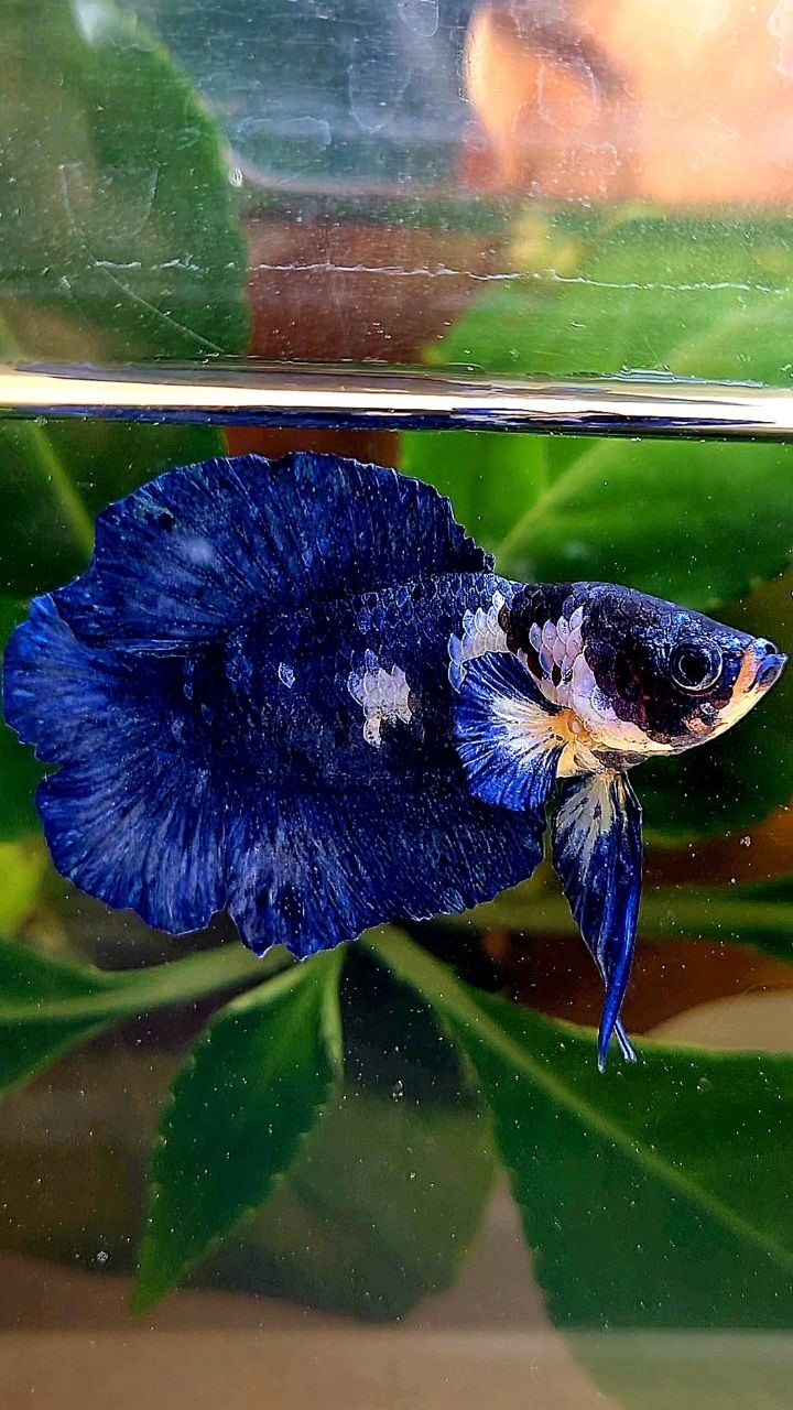 PLAKAT DOUBLE TAIL BLUE MARBLE BETTA FISH