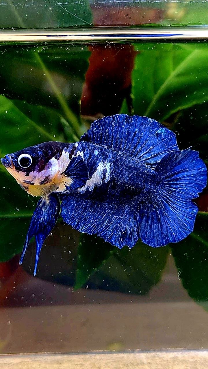 PLAKAT DOUBLE TAIL BLUE MARBLE BETTA FISH