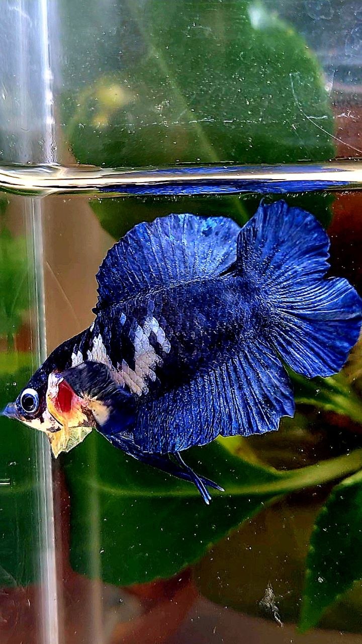 PLAKAT DOUBLE TAIL BLUE MARBLE BETTA FISH
