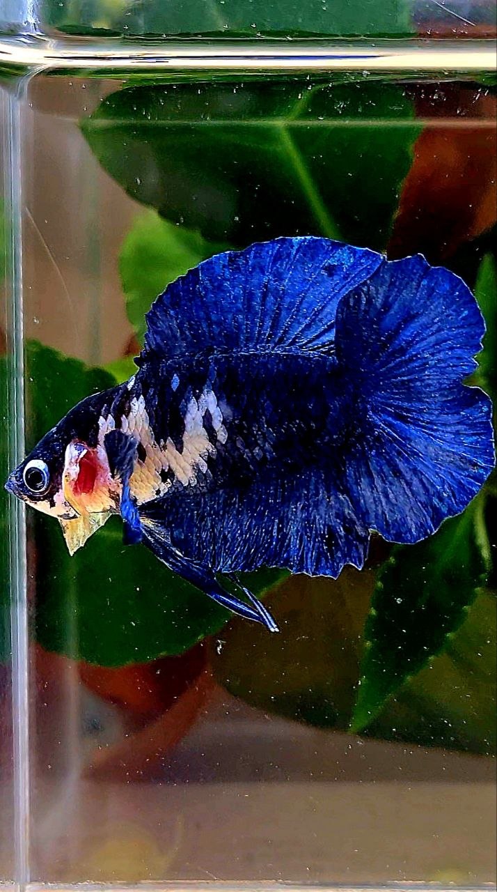 PLAKAT DOUBLE TAIL BLUE MARBLE BETTA FISH