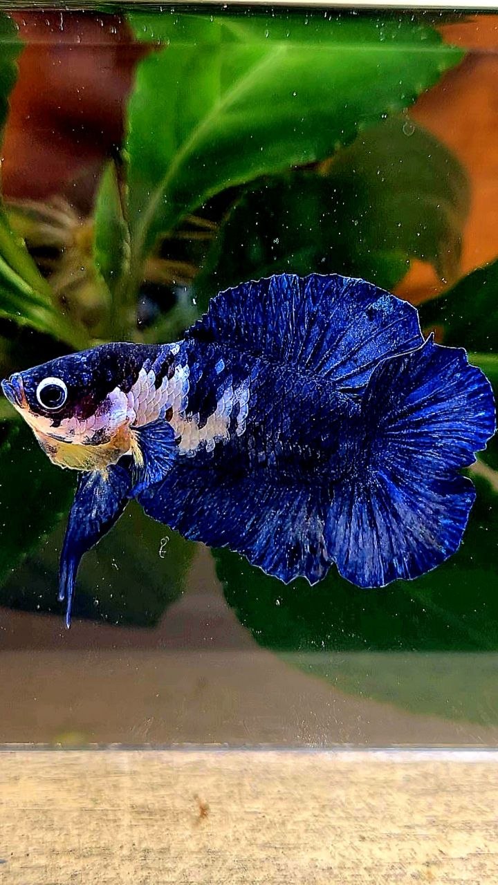 PLAKAT DOUBLE TAIL BLUE MARBLE BETTA FISH