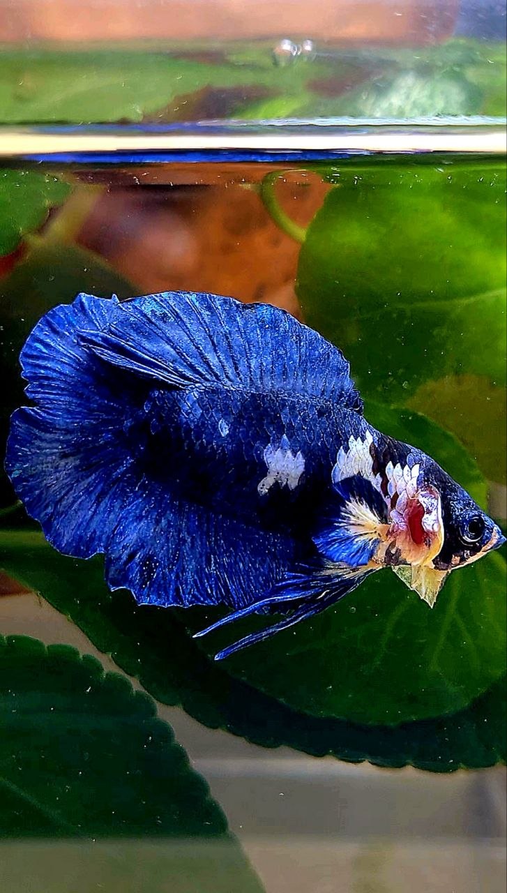 PLAKAT DOUBLE TAIL BLUE MARBLE BETTA FISH