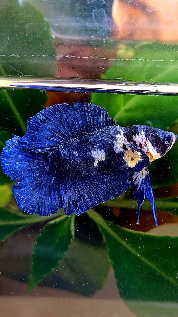 PLAKAT DOUBLE TAIL BLUE MARBLE BETTA FISH