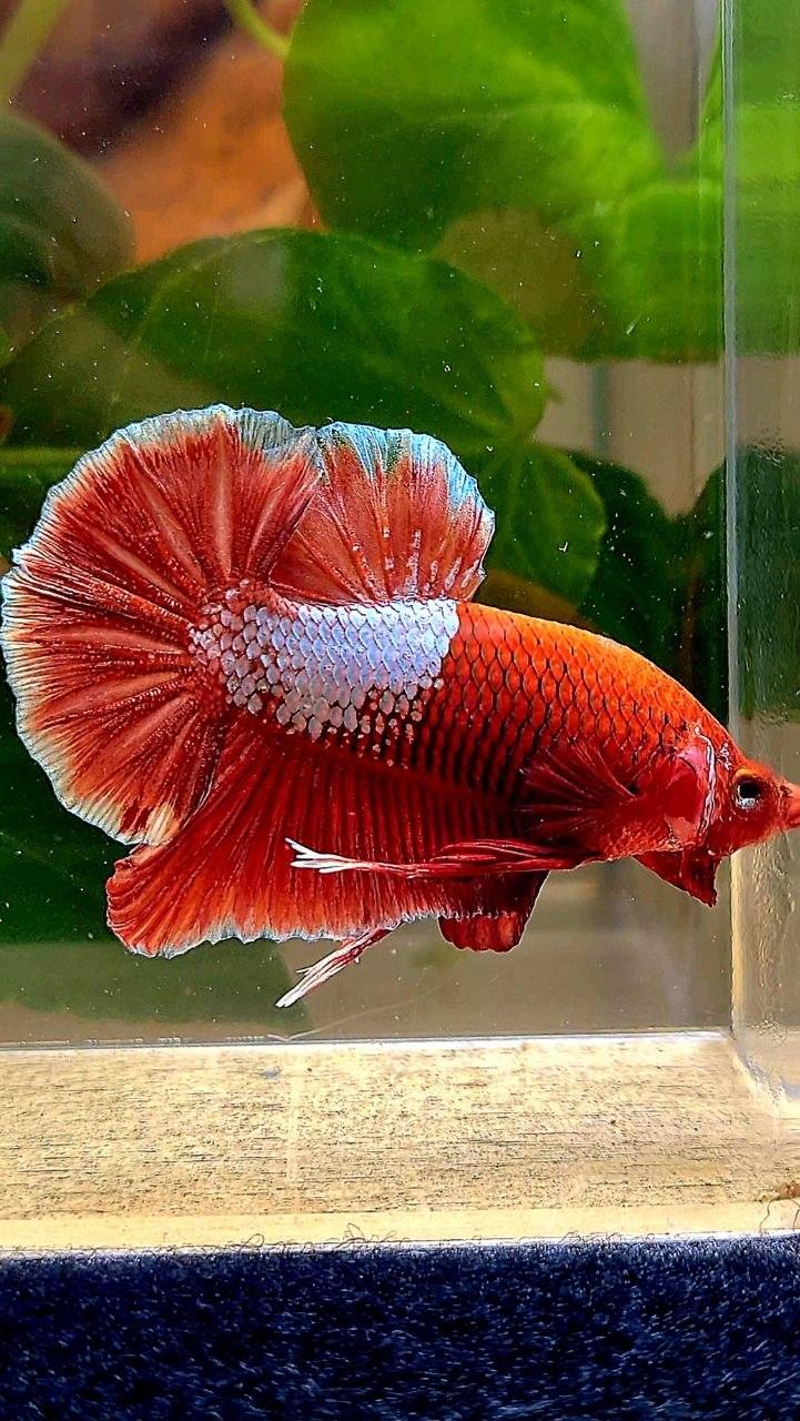 PLAKAT RED FANCY BETTA FISH