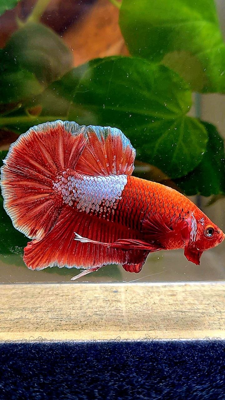 PLAKAT RED FANCY BETTA FISH