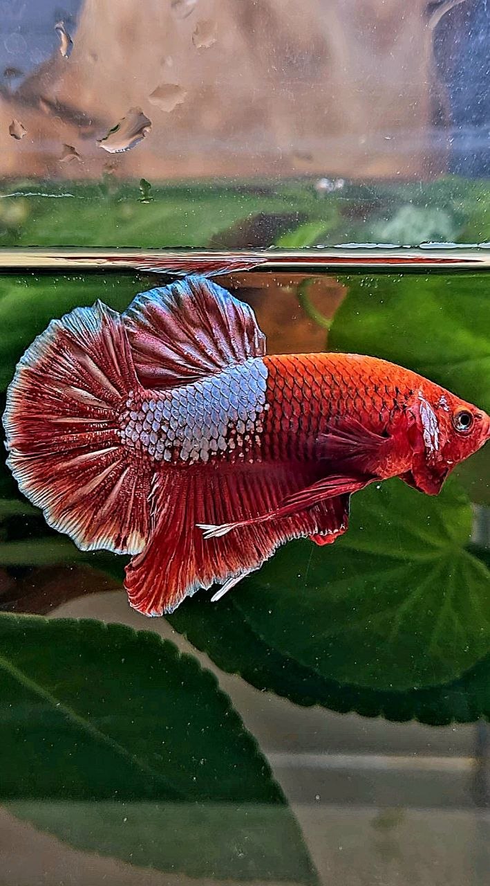 PLAKAT RED FANCY BETTA FISH