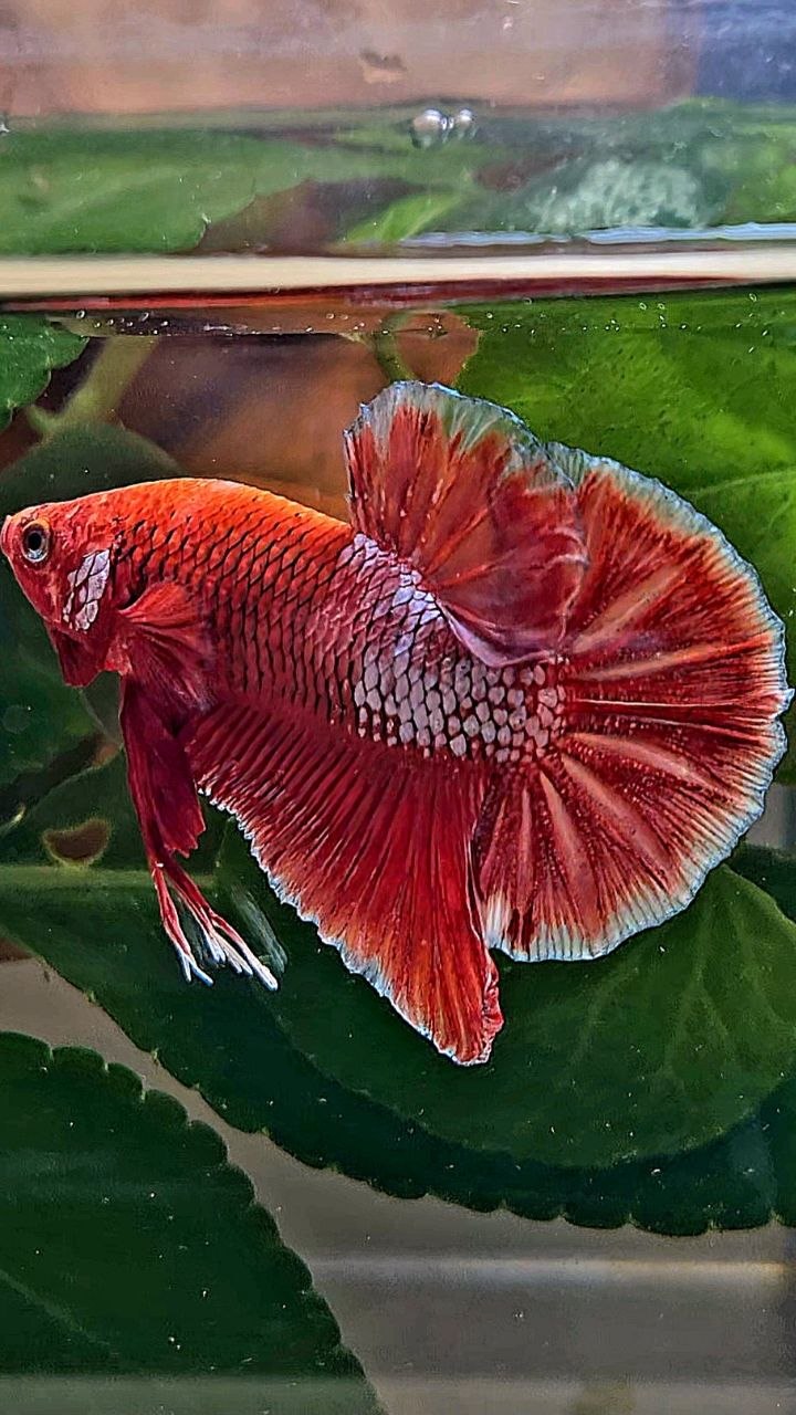 PLAKAT RED FANCY BETTA FISH