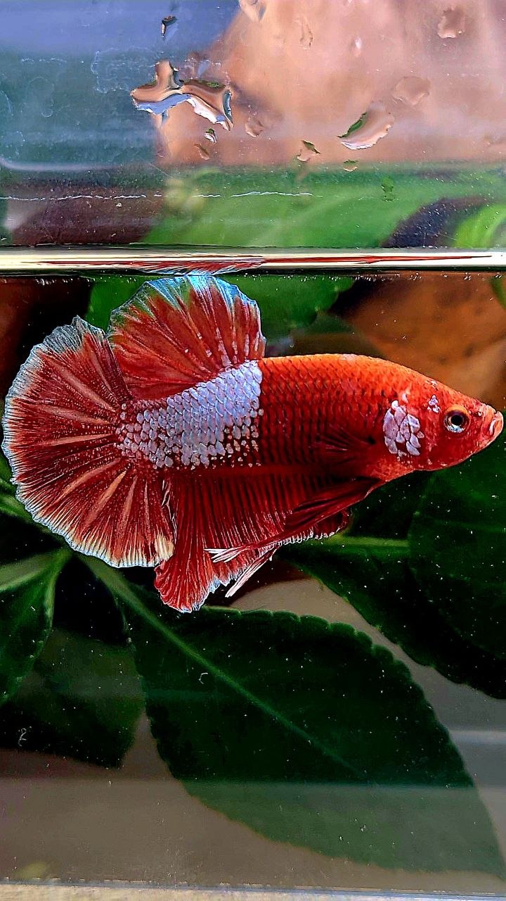 PLAKAT RED FANCY BETTA FISH