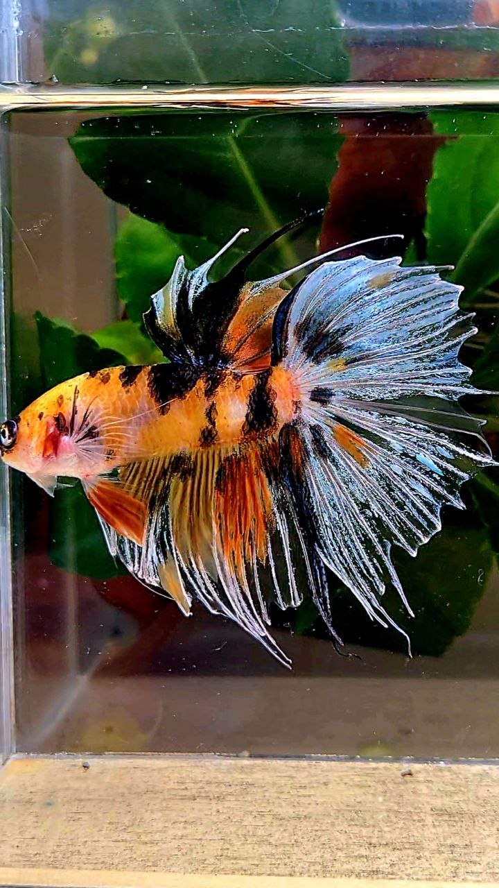 HALFSUN YELLOW ORANGE MULTICOLOR BETTA FISH